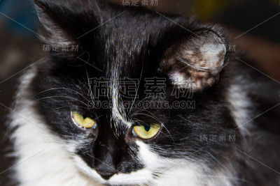 黑白毛绒绒的猫特写肖像