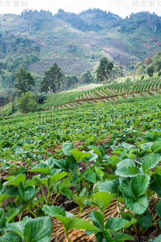 草莓园和 Doi Ang Khang