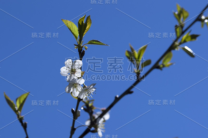 花瓣盛开的樱花枝