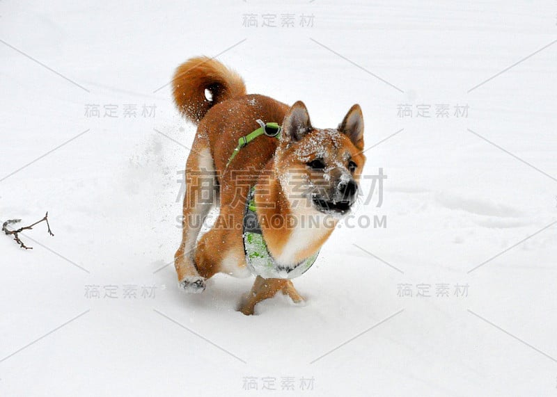 雪中的柴犬小狗