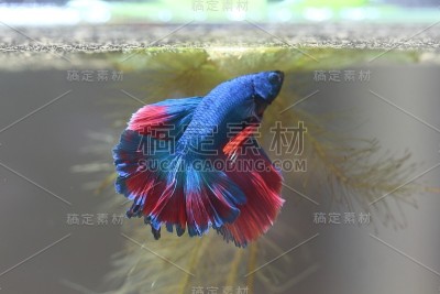 斗鱼正在造泡泡窝。