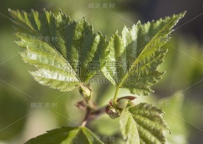 年轻的桦树