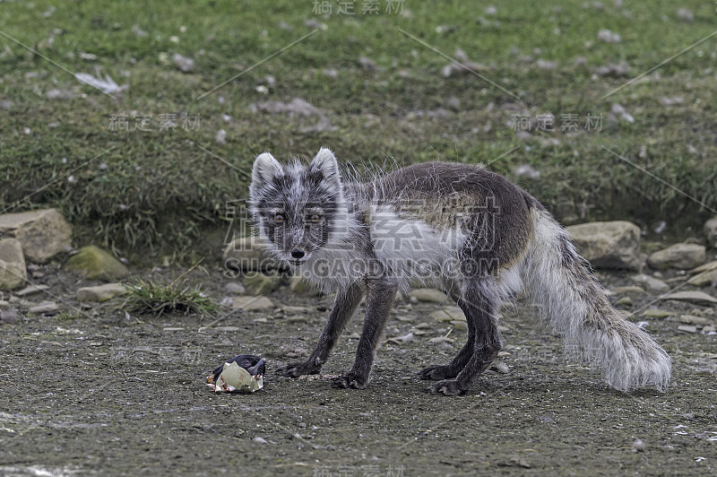 北极狐(Vulpes lagopus)，也被称为白狐、极地狐或雪狐，是一种原产于北半球北极地区的小狐