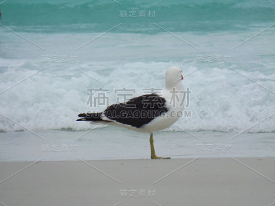 海鸥站在沙滩上，普拉尼哈斯做Pontal海滩，阿拉亚尔做卡波