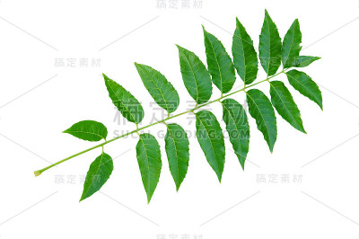 阿扎雷切塔指利夫