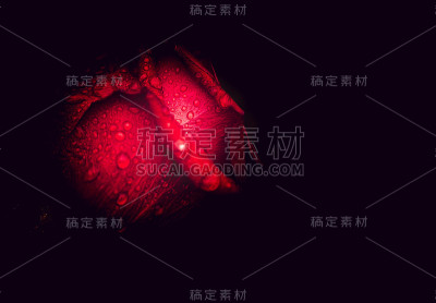 玫瑰花