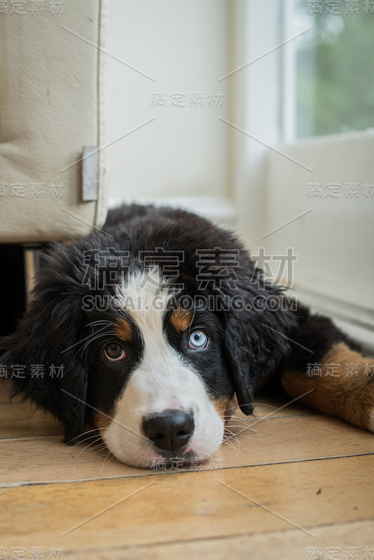 伯恩斯山地犬的小狗看着相机