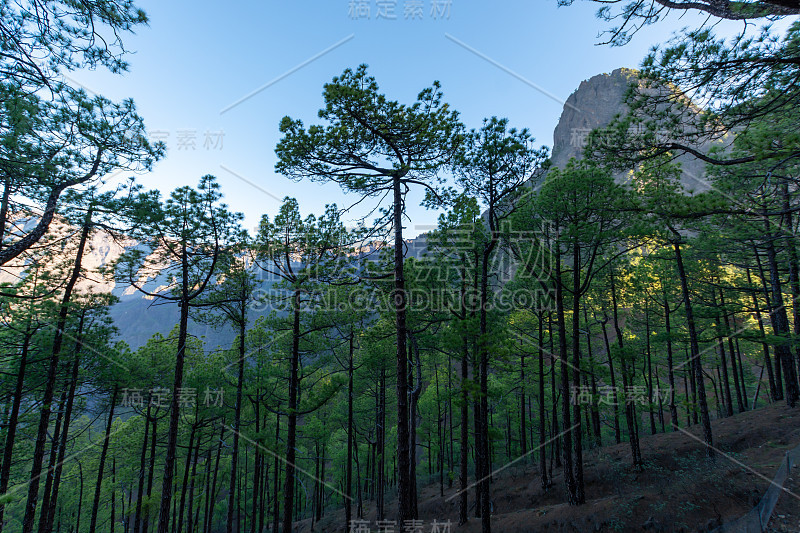 塔布里恩特火山口的风景与绿色的松林，峡谷和岩石山附近的观点Cumbrecita，拉帕尔马，加那利群岛