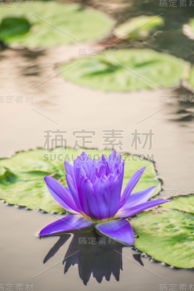 莲花