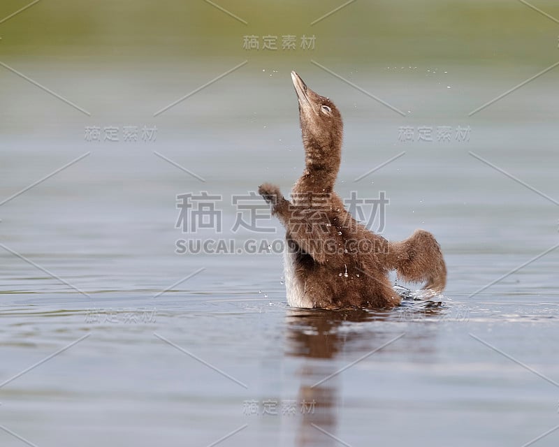 普通潜鸟雏摇干翅膀