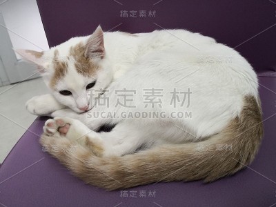 抱着猫