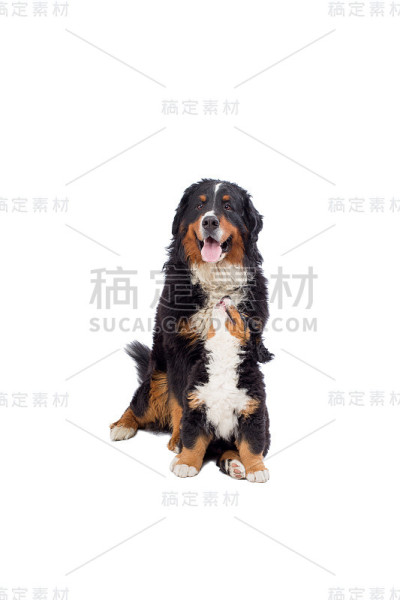 与小狗狗