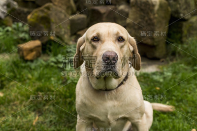 金毛猎犬躺在花园里