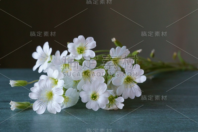 野生白花-匍匐地被植物;Cerastium alpinum