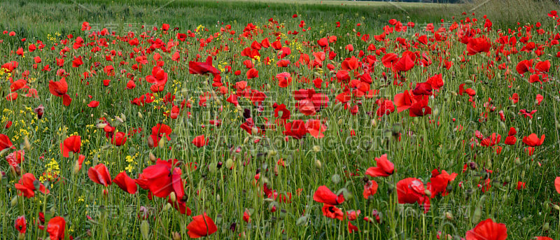 田野的红色罂粟花(Papaver rhoeas)近。这种植物也被称为玉米玫瑰，普通，玉米，田，佛兰德