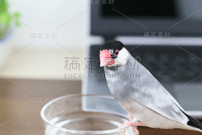 樱嘉