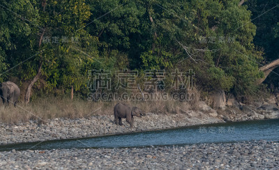 亚洲象过河