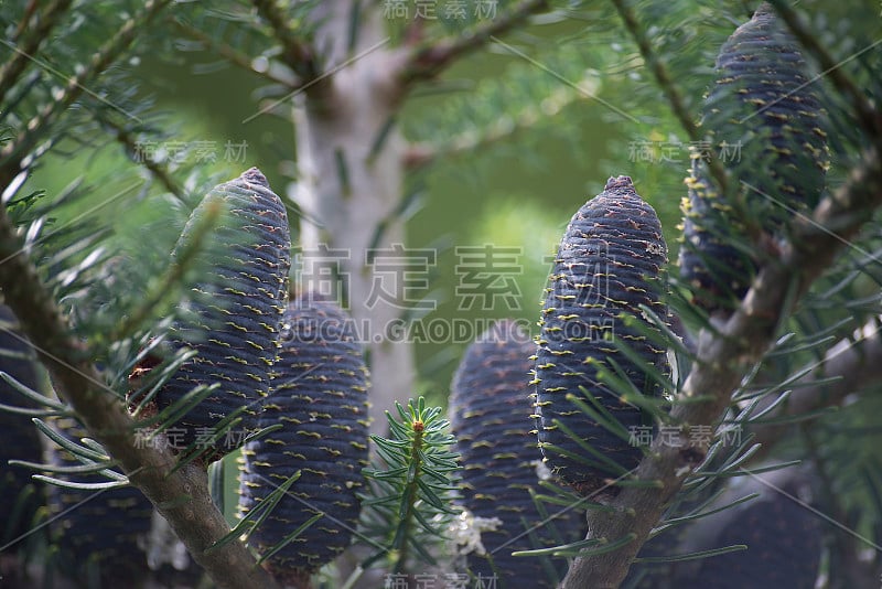 模糊背景上的皮草树枝