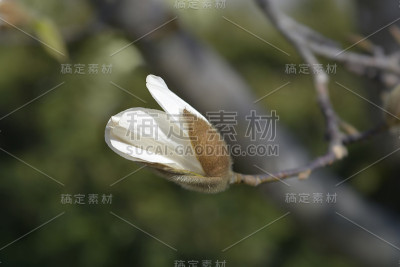 木兰树