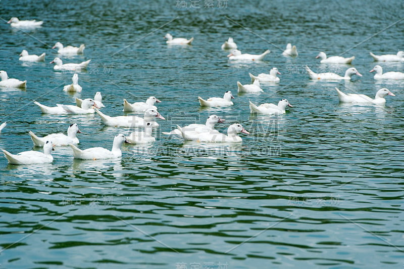 一群鸭子在湖水上