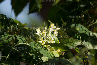 白花马萝卜树