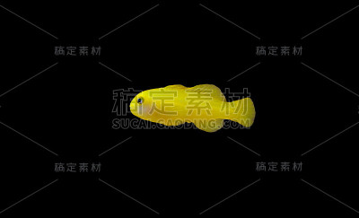 黄色小丑珊瑚虾虎鱼孤立在水族馆