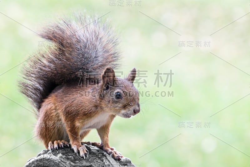 夏日公园里，毛茸茸的红松鼠坐在长椅上