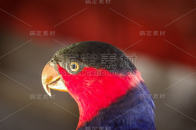 鹦鹉