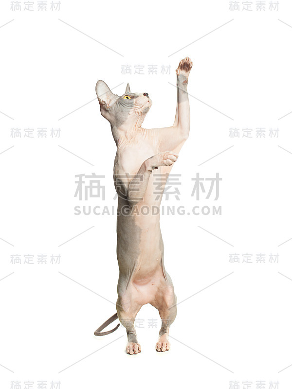 猫don斯芬克斯孤立在白色背景。无毛的小猫