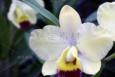 兰花蝴蝶兰特写