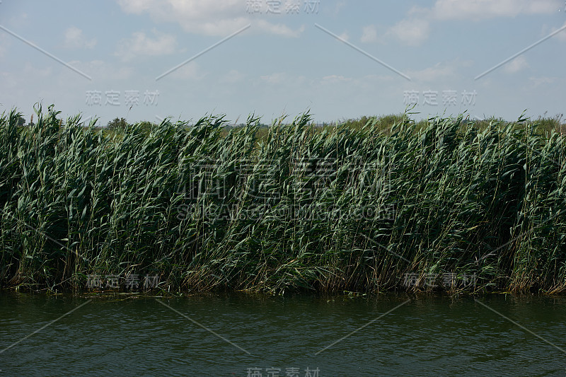 湛蓝的江面上漂浮着朵朵白色蓬松的积云，芦苇丛生