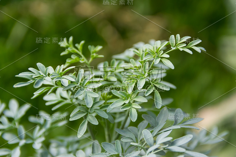 药用植物芸香的叶子，背景不突出