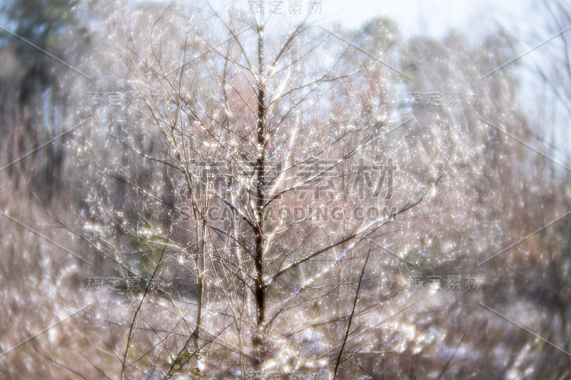 树、雪、光