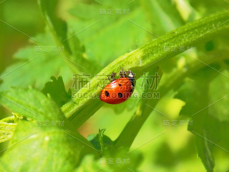 植物叶上的瓢虫