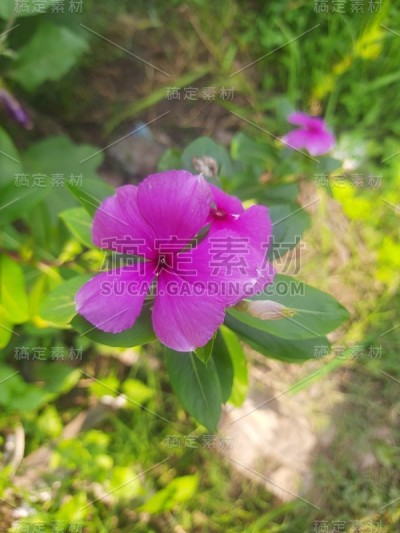 紫色的花