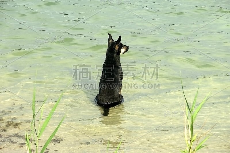 狗坐在水里