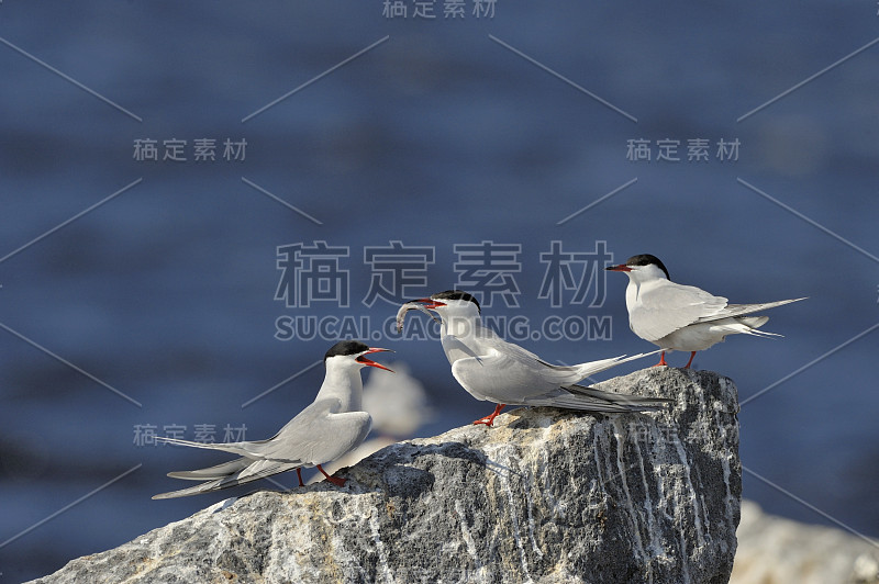 鸟类向普通燕鸥求爱。