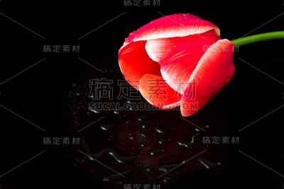 黑色背景上的红色郁金香