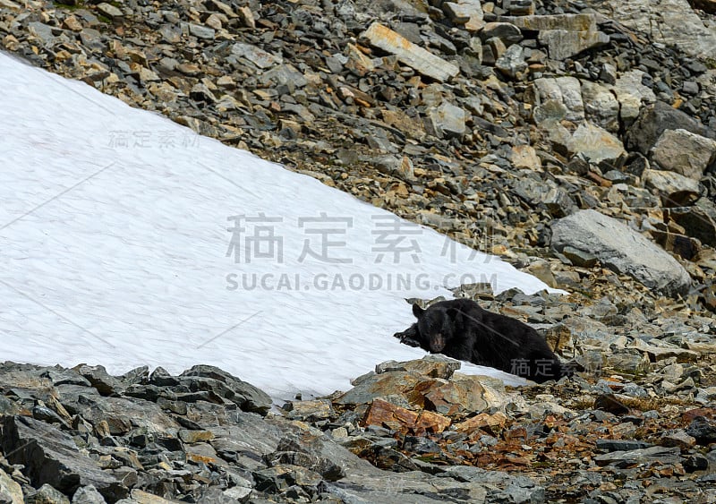 华盛顿一只热黑熊的雪枕