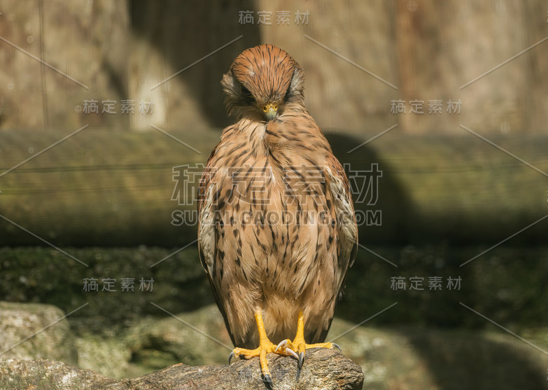 一只塔隼坐在一块石头上