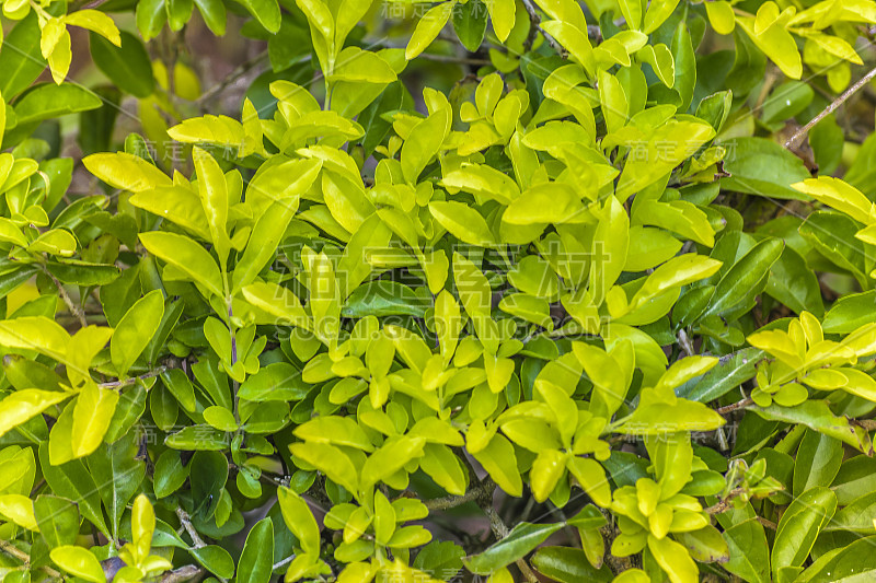 热带植物详细介绍，植物园，瓜亚基尔