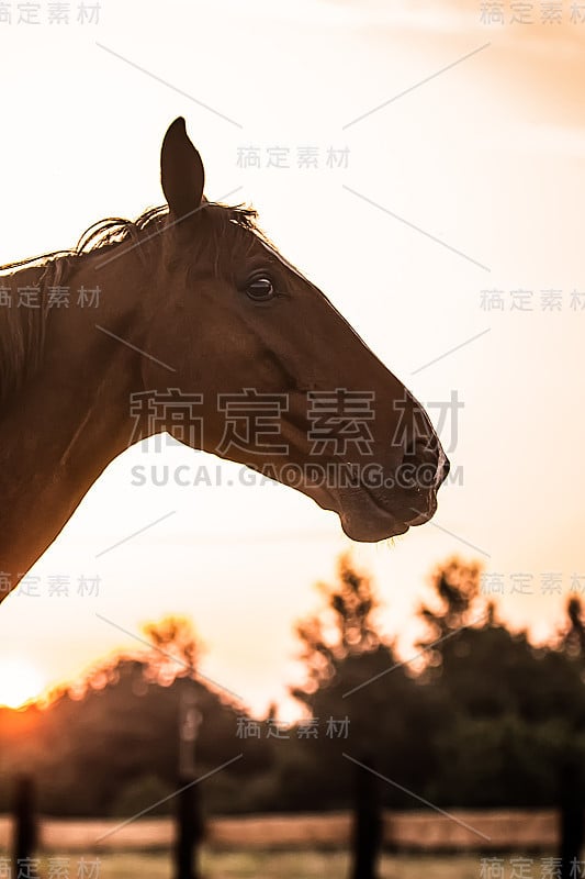 日出时草原上疾驰的骏马