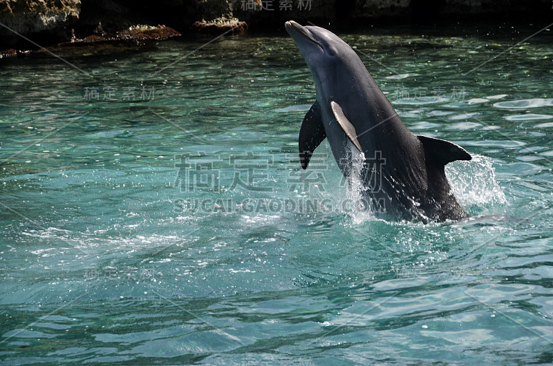 加勒比海海水中的海豚