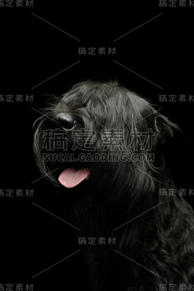 可爱的雪纳瑞犬的肖像