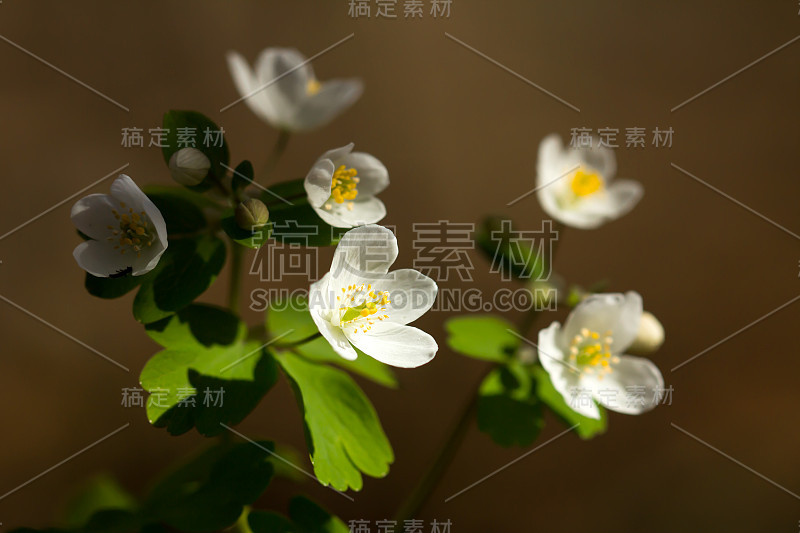 假银莲花或异核银莲花，似白色银莲花，早春生长于林地的欧洲植物，毛茛科，原产于欧亚大陆。