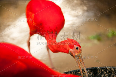 红鹮