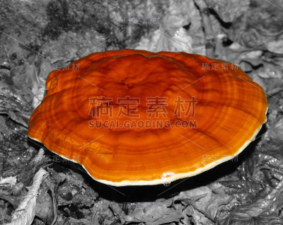 灵芝蘑菇。