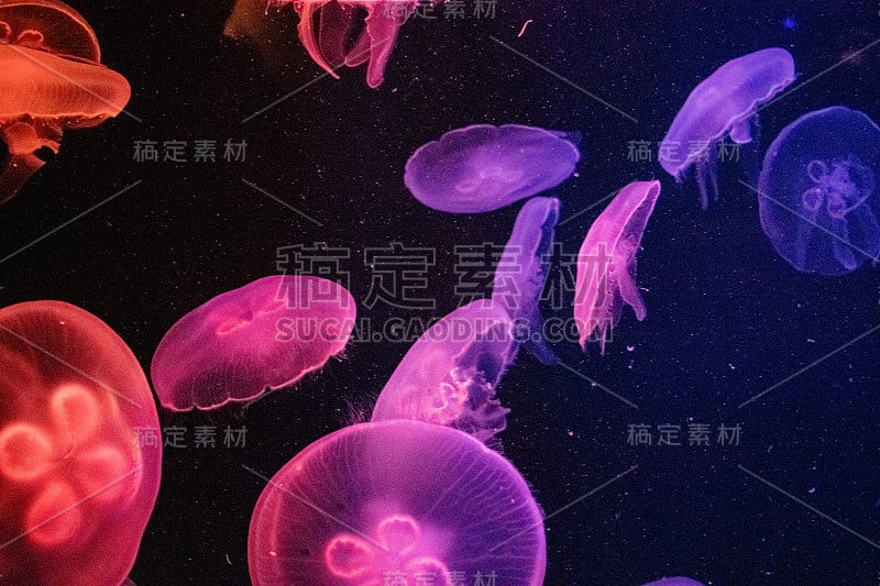 迪拜水族馆的水母