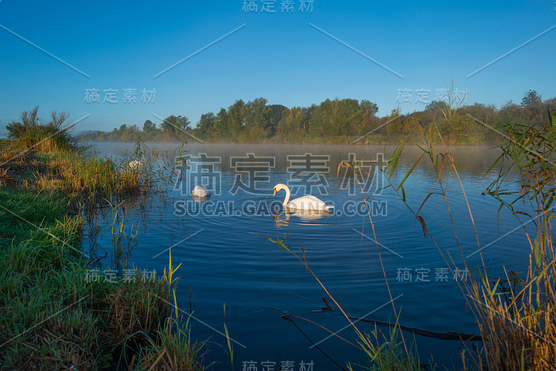 秋天，天鹅在雾蒙蒙的阳光充足的运河里游泳