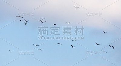 一群海鸥在天空中飞翔
